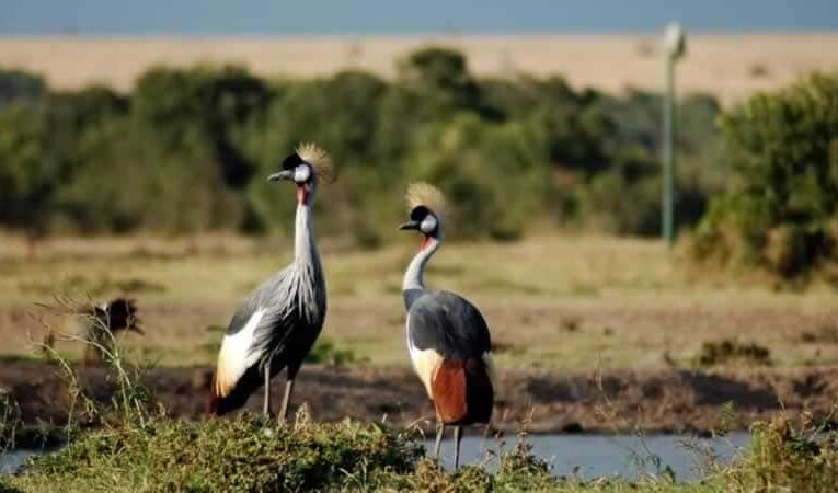 Séjour au Botswana : où peut-on observer les oiseaux ?